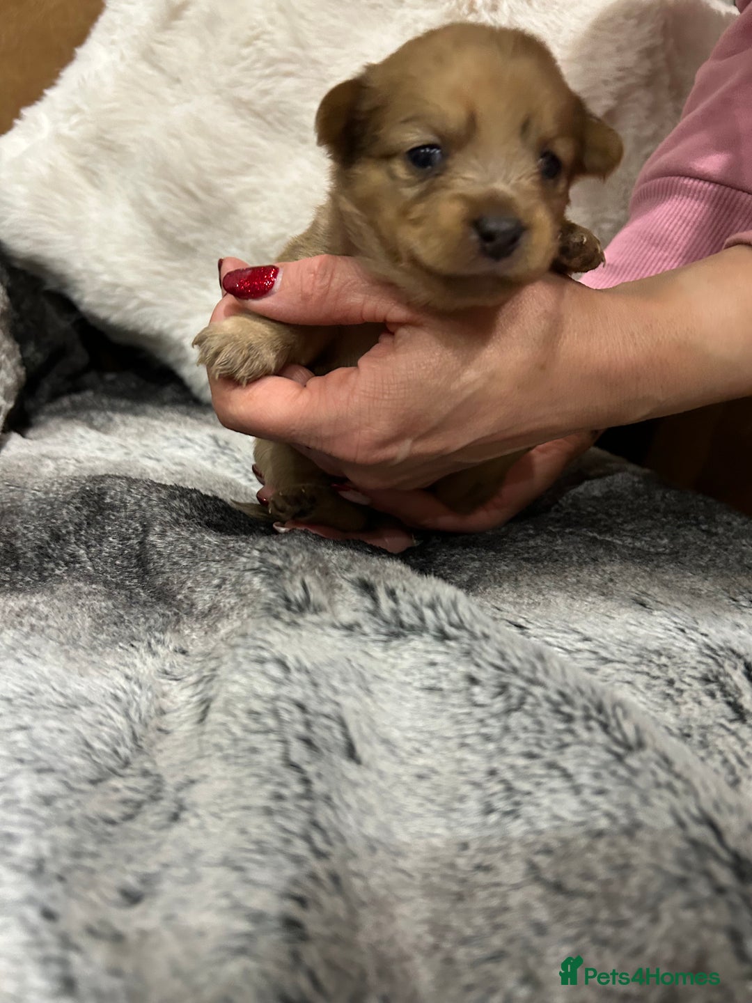Mixed Breed dogs for sale: Miniature Dauchshund/ Pomeranian puppies for sale - Advert 36