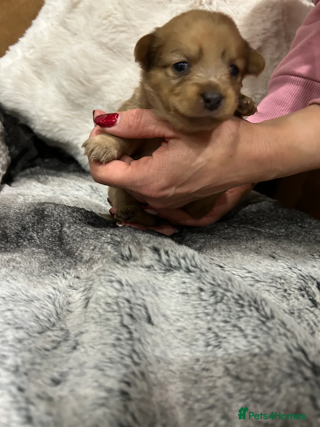 Mixed Breed dogs for sale: Miniature dachshund pomeranian sausage dog small  - Advert 37