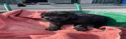 Russian Black Terrier dogs for sale: Black Russian Terrier 🐾 - Advert 11
