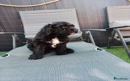 Sheepadoodle dogs for sale: F1b mini sheepadoodles  - Image 9