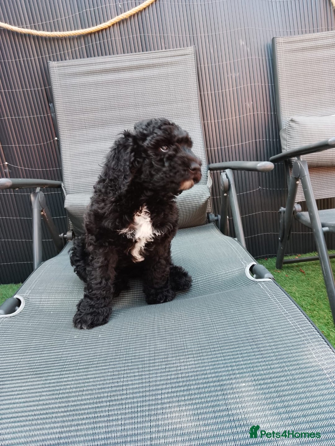 Sheepadoodle dogs for sale: F1b mini sheepadoodles  - Image 9