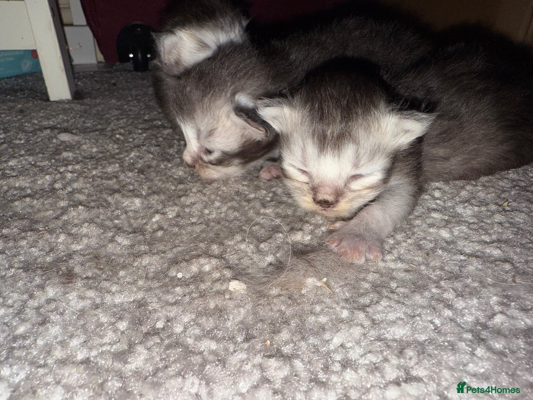 British Shorthair cats for sale: 🩵 3 British Long/Shorthair kittens! 🩵 - Image 5