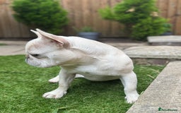 French Bulldog dogs for sale: French bulldog platinum female in Romford - Image 7