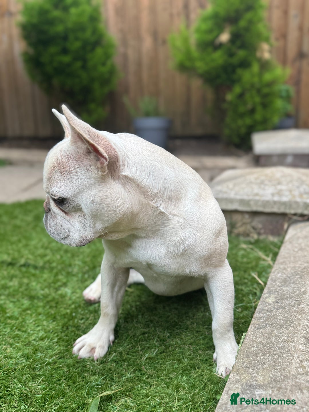 French Bulldog dogs for sale: French bulldog platinum female in Romford - Image 7