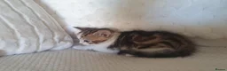 Mixed Breed cats for sale: 10 beautiful cuddly kittens - Advert 11
