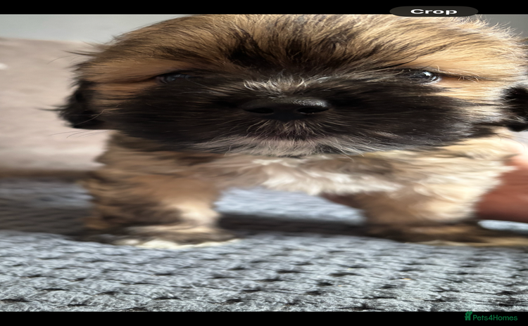 Lhasa Apso dogs - Advert 1