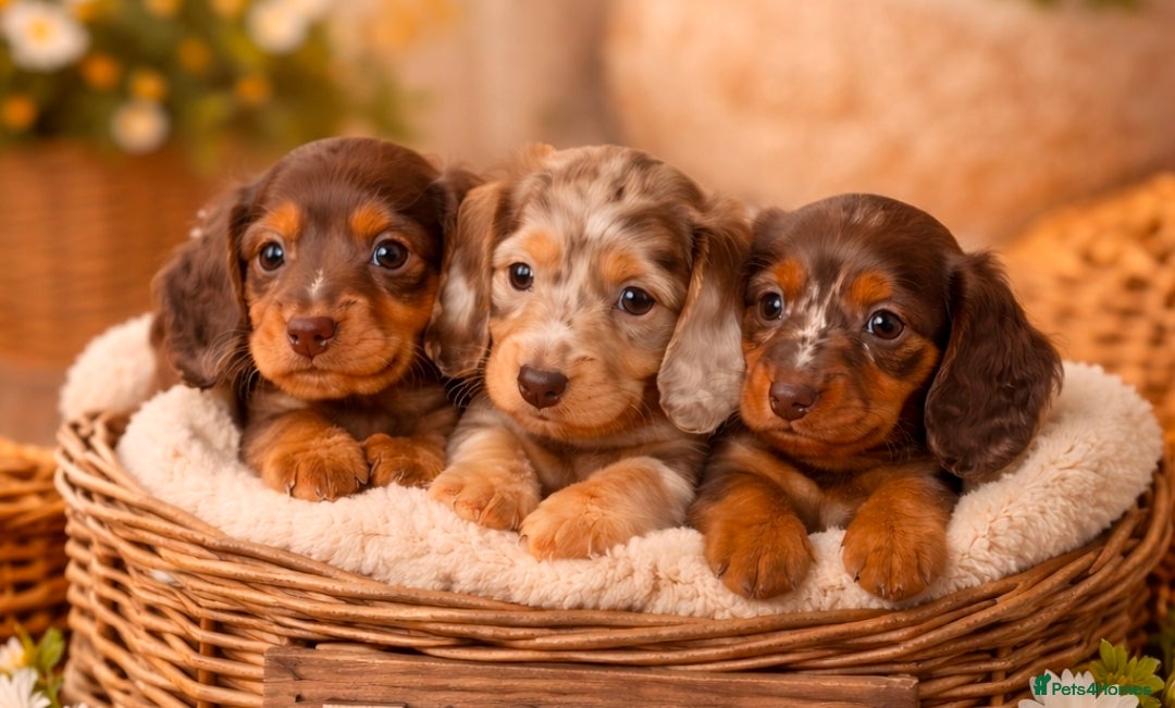Dachshund dogs Miniature longhair dapple pups - Advert 1