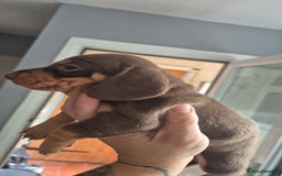 Miniature Dachshund dogs for sale: Miniature dashaund chocolate&tan male  - Image 6