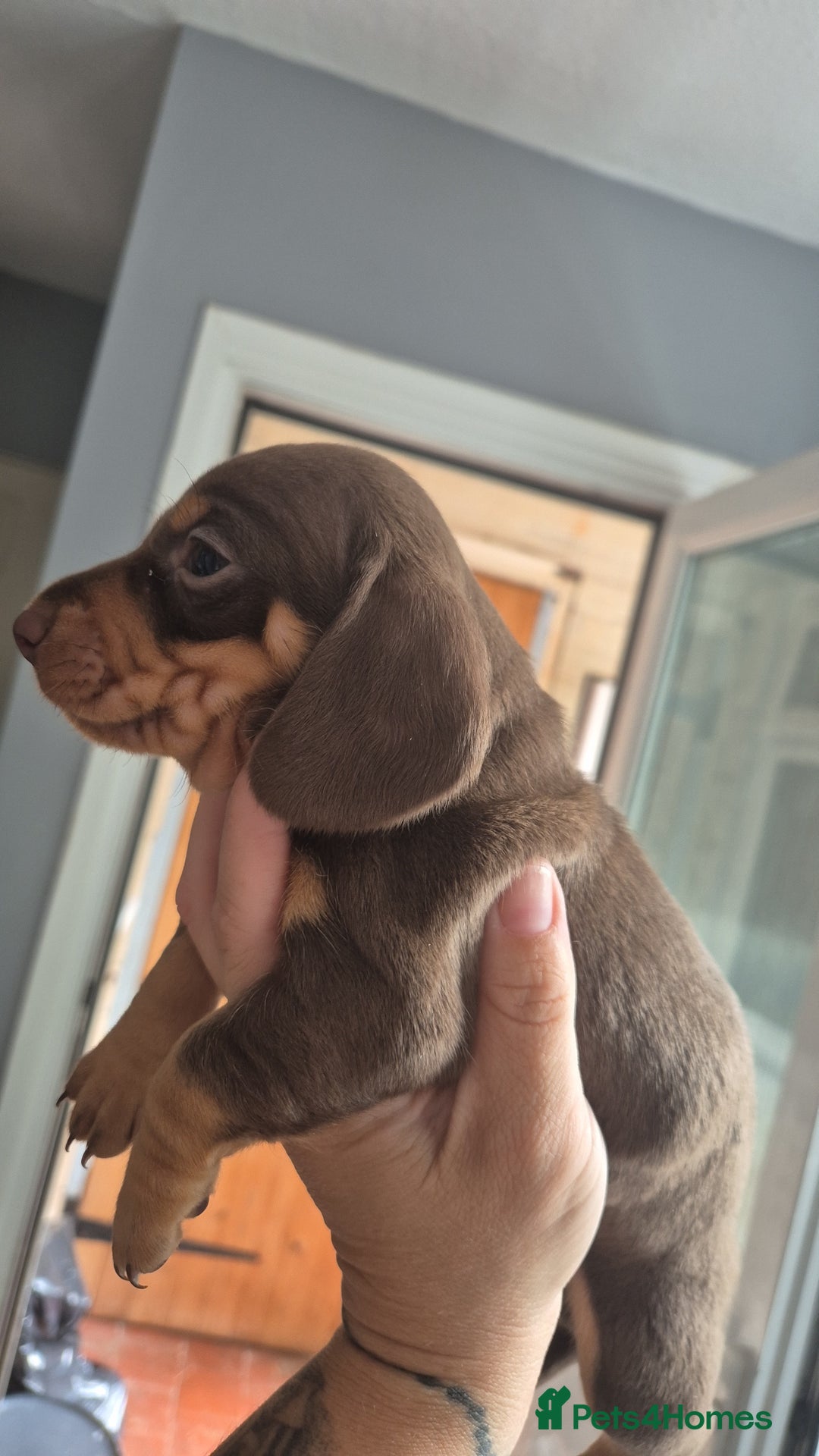 Miniature Dachshund dogs for sale: Miniature dashaund chocolate&tan male  - Image 6