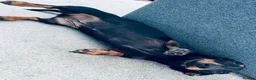 Dachshund dogs for sale: Please meet ‘Pika’ - Advert 5