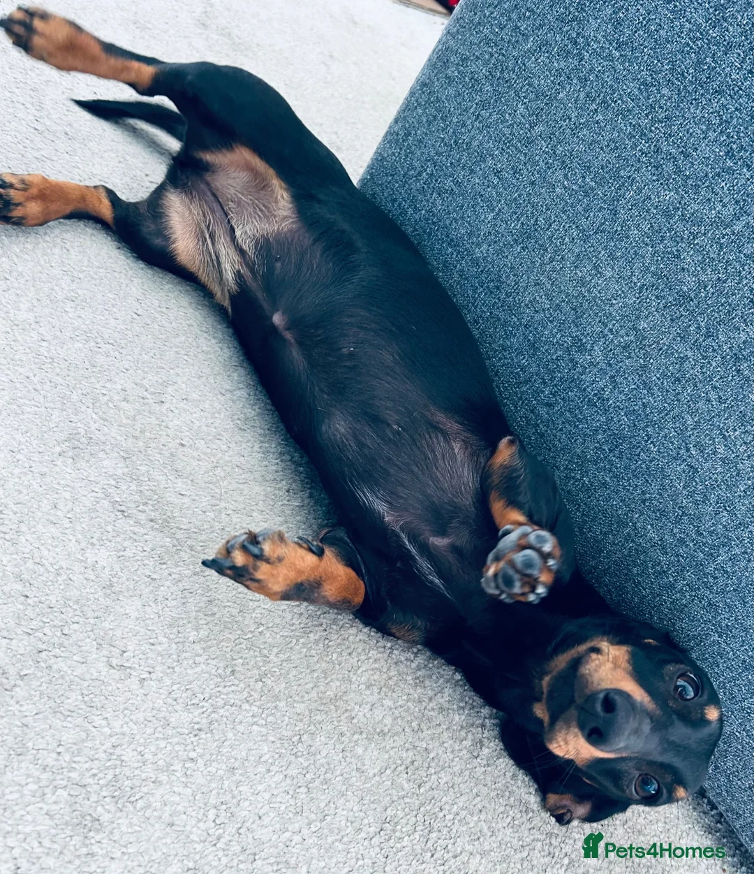 Dachshund dogs for sale: Please meet ‘Pika’ - Advert 5