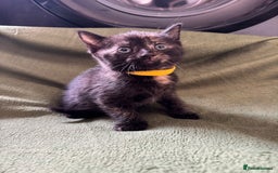 Domestic Shorthair cats for sale: Beautiful kittens available  - Image 4