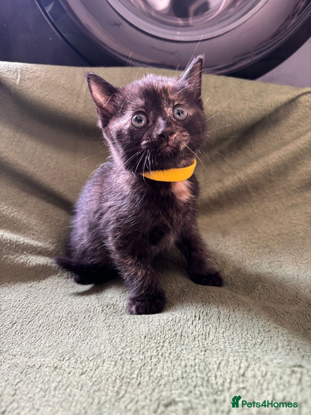 Domestic Shorthair cats for sale: Beautiful kittens available  - Image 4