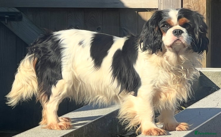 Cavalier King Charles Spaniel dogs - Advert 5