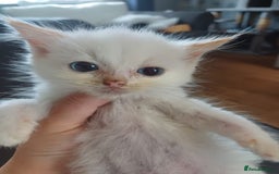 Ragdoll cats for sale: 3 gorgeous fluffy ragdoll kittens  - Image 3