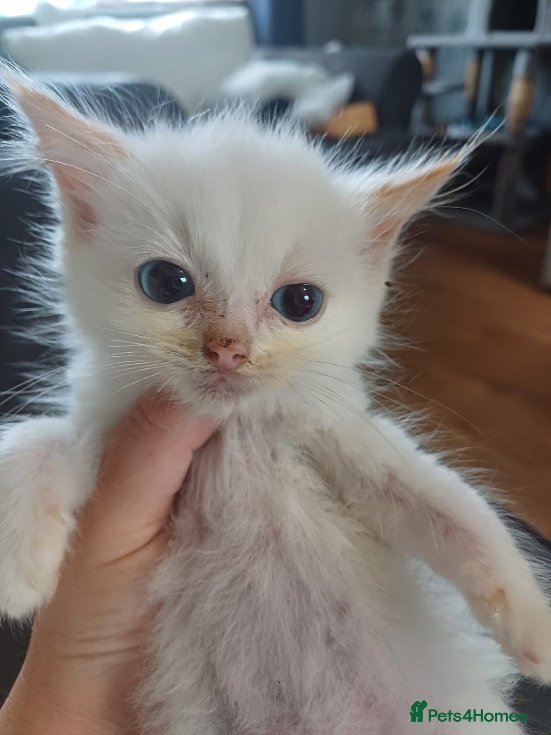 Ragdoll cats for sale: 3 gorgeous fluffy ragdoll kittens  - Image 3