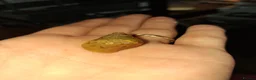Snails invertebrates for sale: Baby giant african snails  - Advert 3