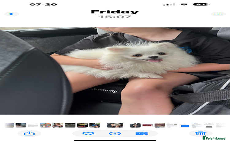 Pomeranian dogs - Advert 19