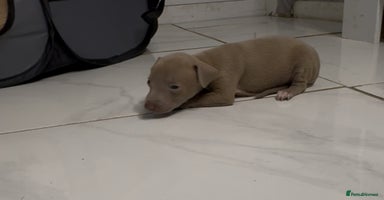 Italian Greyhound dogs - Advert 16