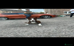 Border Collie dogs for stud: Proven red border collie for stud  - Advert 1