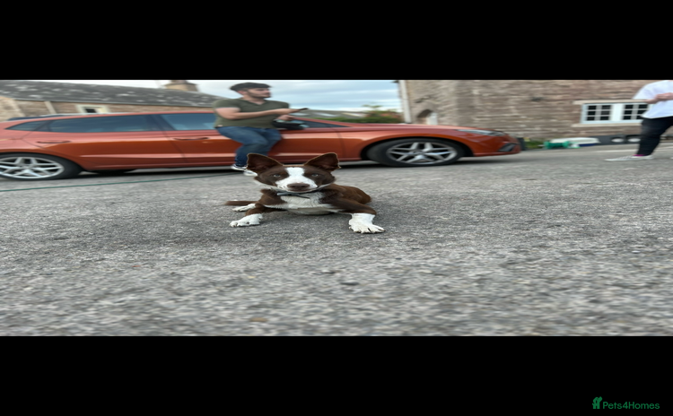 Border Collie dogs Proven red border collie for stud  - Advert 1