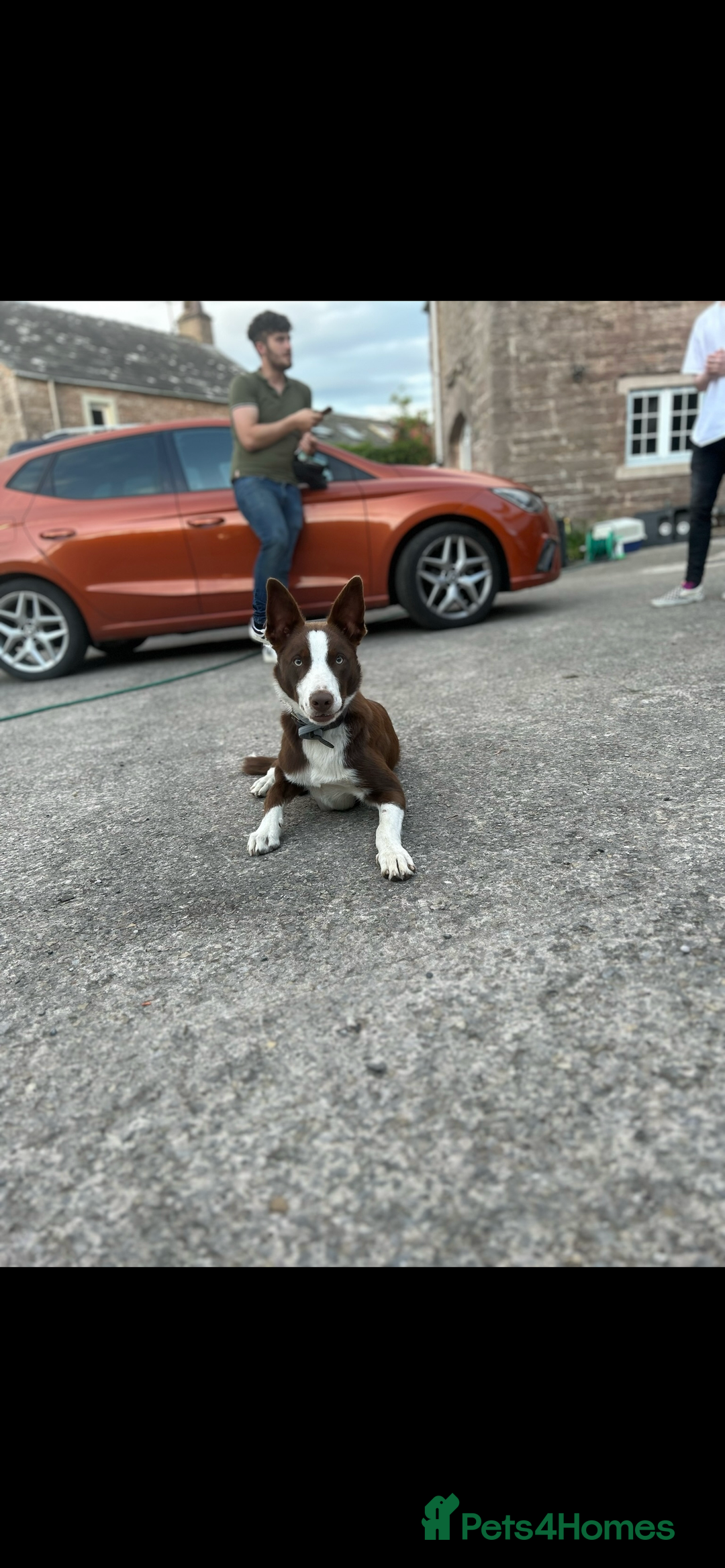 Border Collie dogs for stud: Proven red border collie for stud  - Advert 1