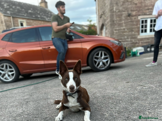 Border Collie dogs Proven red border collie for stud - Advert 1