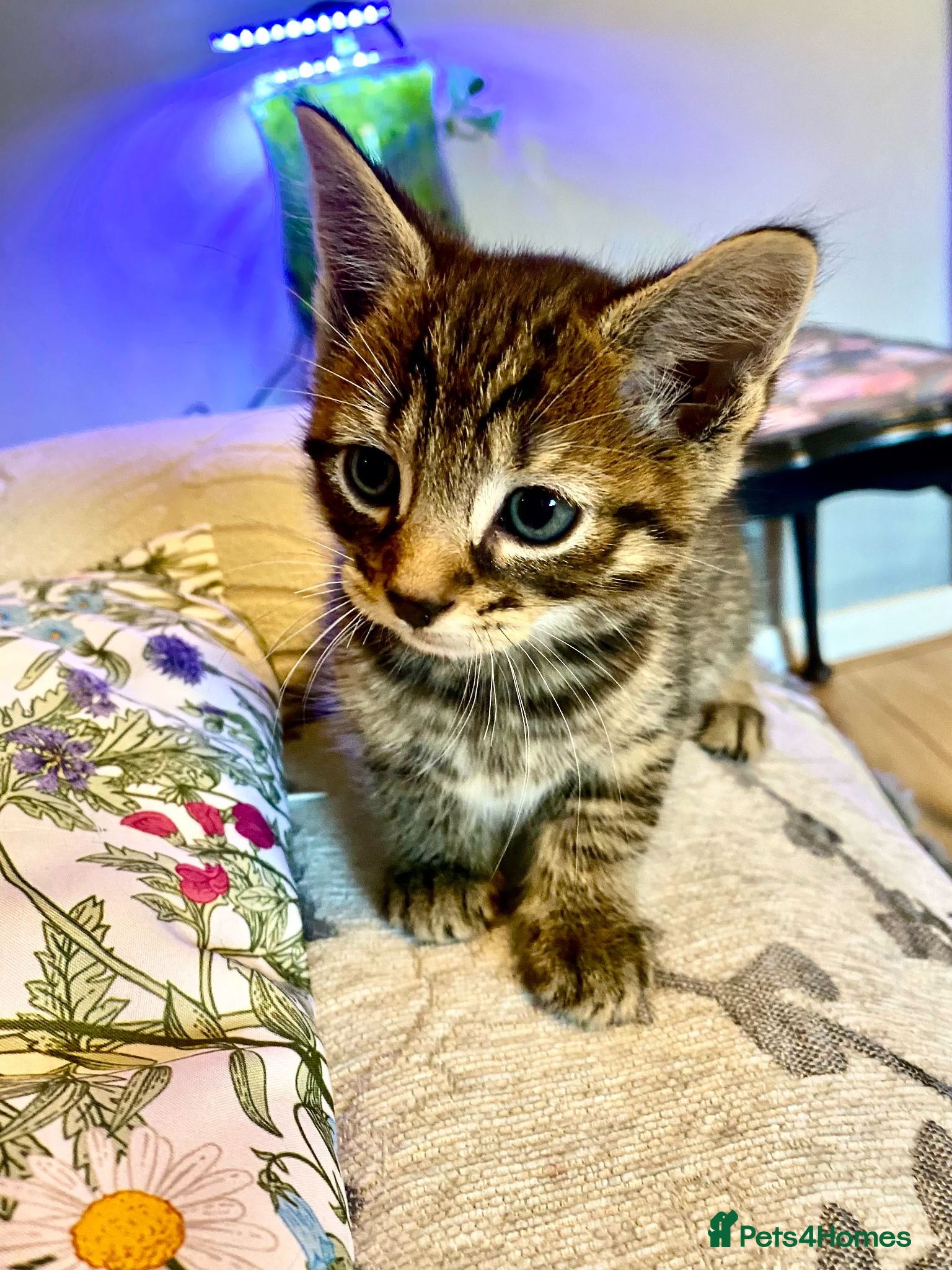 Mixed Breed cats Only one hansome chap left - Advert 2