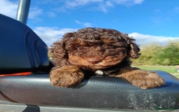 Labradoodle dogs for sale: Mini Labradoodles  - Image 1