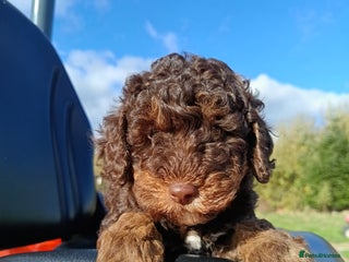 Labradoodle dogs - Advert 3