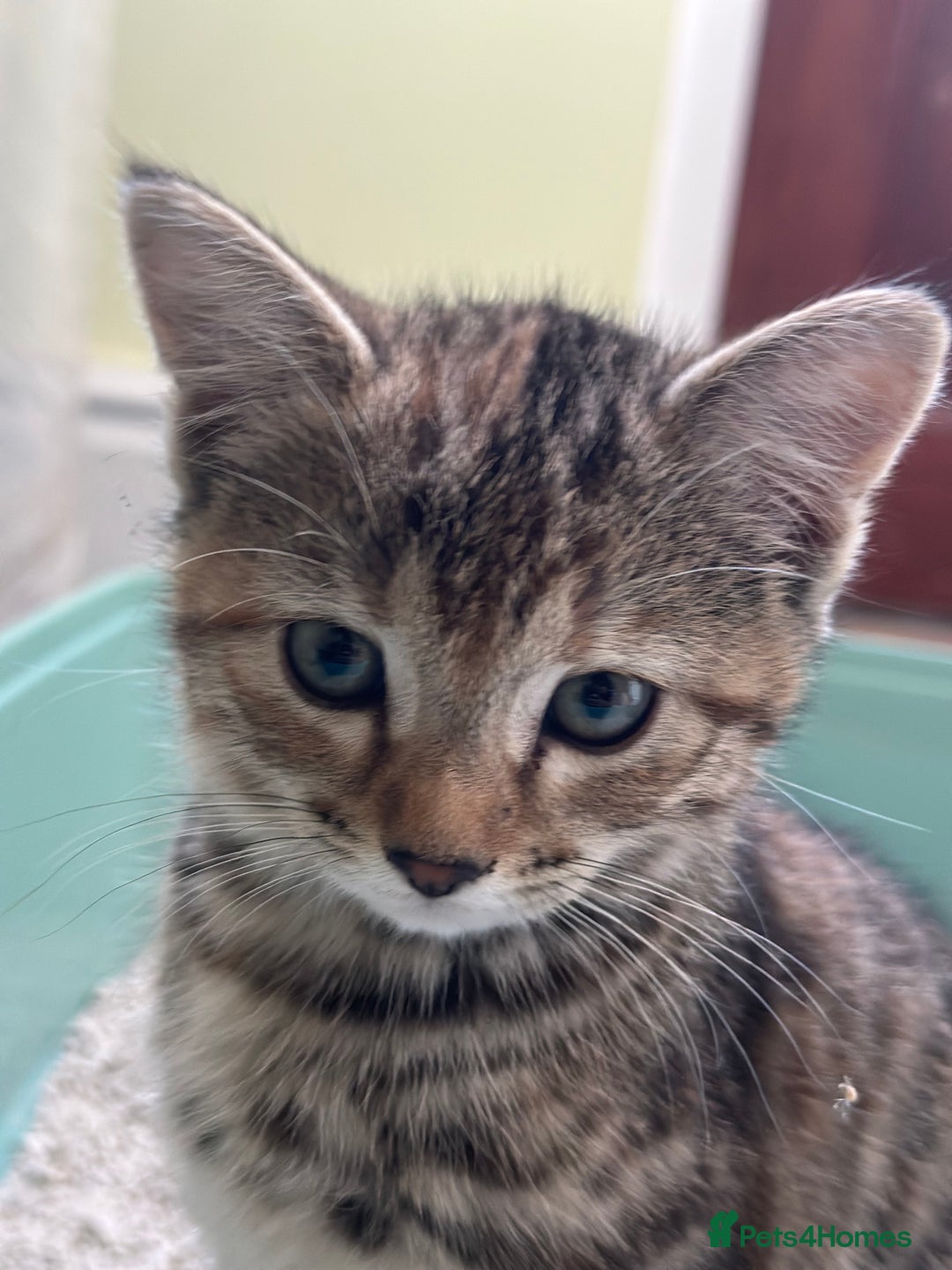 Bengal cats for sale: Part Bengal beautiful kittens in Bury Saint Edmunds - Image 7