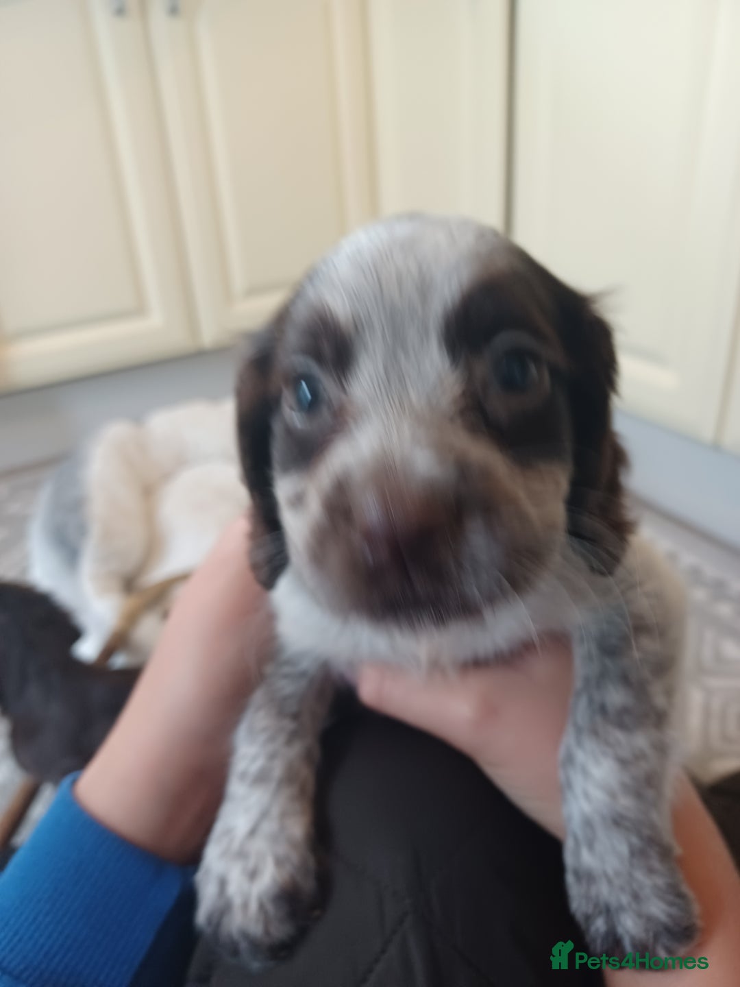 Cocker Spaniel dogs for sale: Working cocker spaniel  - Image 6