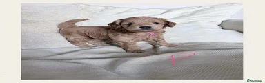 Mixed Breed 3