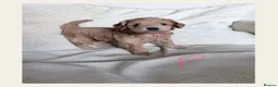 Mixed Breed dogs for sale: Cockapoochon puppies  - Advert 2