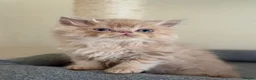 Persian cats for sale: GCCF registered cream Persians 💙 - Advert 27