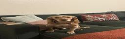 Cocker Spaniel dogs for stud: For stud - Otis-  - Advert 5