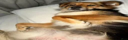 Mixed Breed dogs for adoption: Julina  in Dover - Advert 4