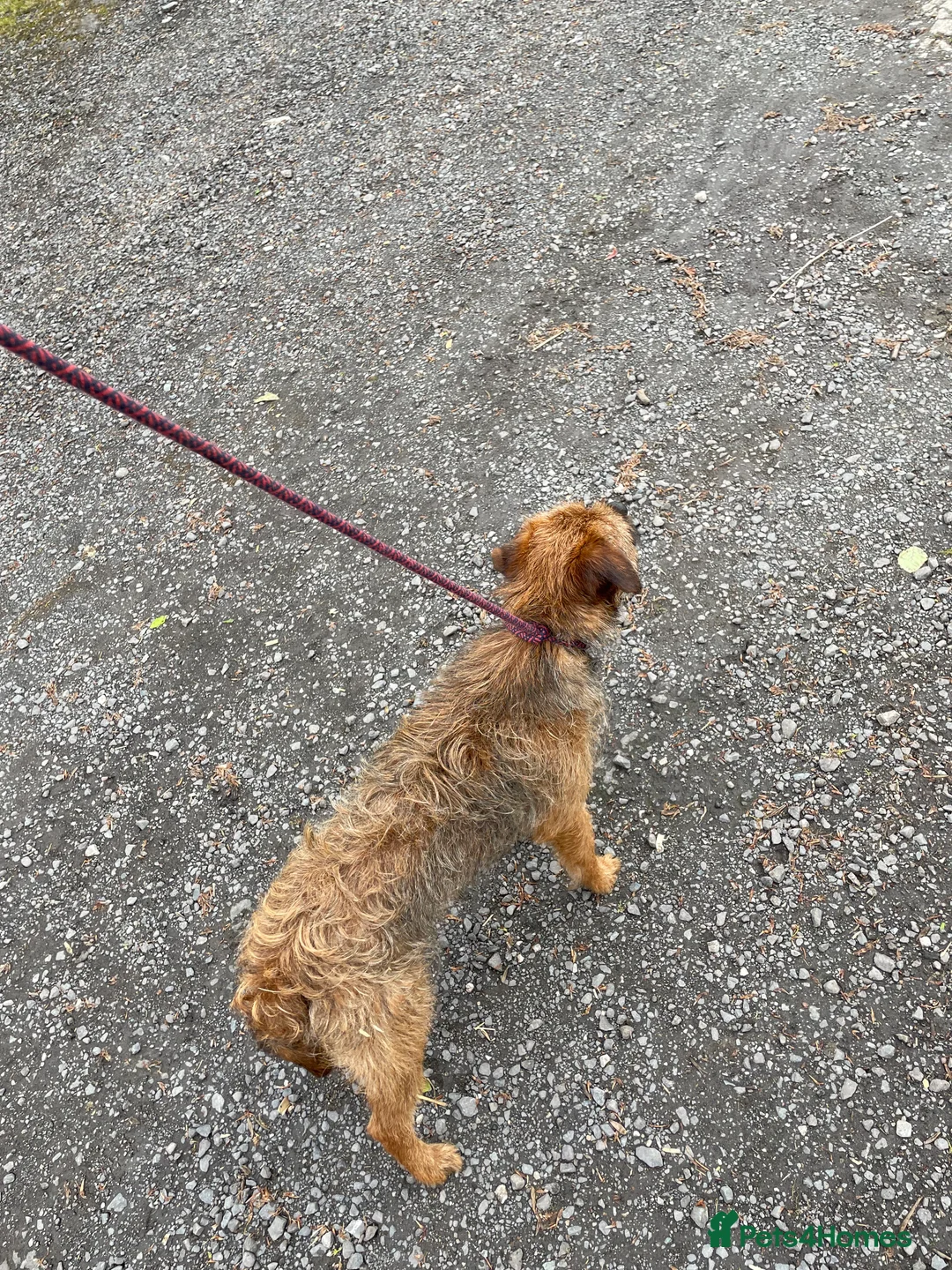 Border Terrier dogs for stud: Border terrier for stud in Lockerbie - Advert 5