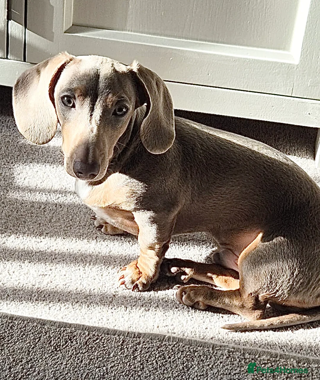 Miniature Dachshund dogs for sale: Beautiful miniature dachshund puppies  - Advert 9