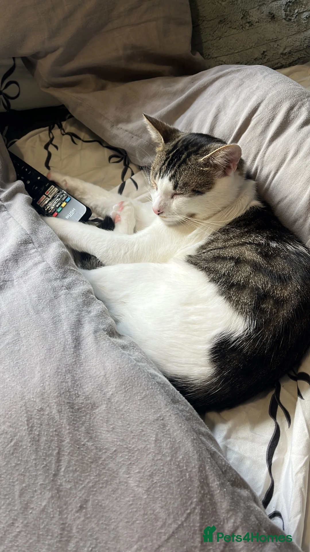 Mixed Breed cats for sale: male cat 1 year old - Advert 4