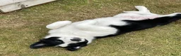 Border Collie dogs for sale: Absolutely Gorgeous Black&White Border Collie Pups - Advert 20