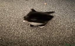 Mixed Breed cats for sale: 3 beautiful kittens available  - Image 12
