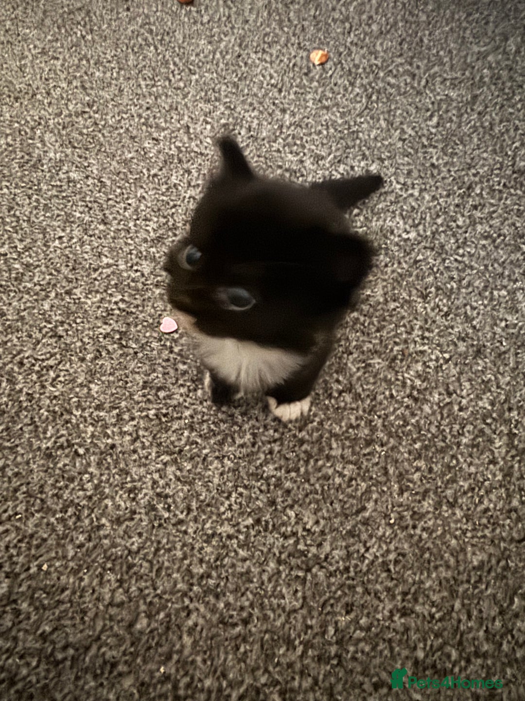 Mixed Breed cats for sale: 3 beautiful kittens available  - Image 12