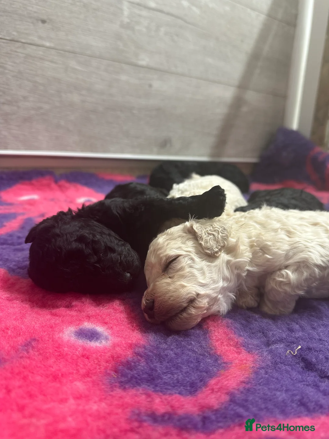 Standard Poodle dogs for sale: Seven Wonders of Standard Poodle Puppies - Advert 12