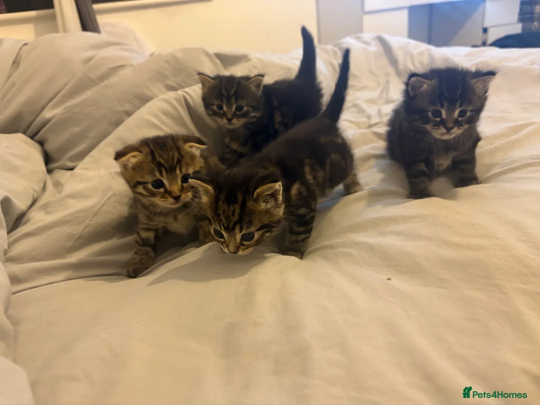 Scottish Fold cats for sale: 🐱💗💝 Ready to go on the 14th of February 💝 💗🐱 - Advert 17