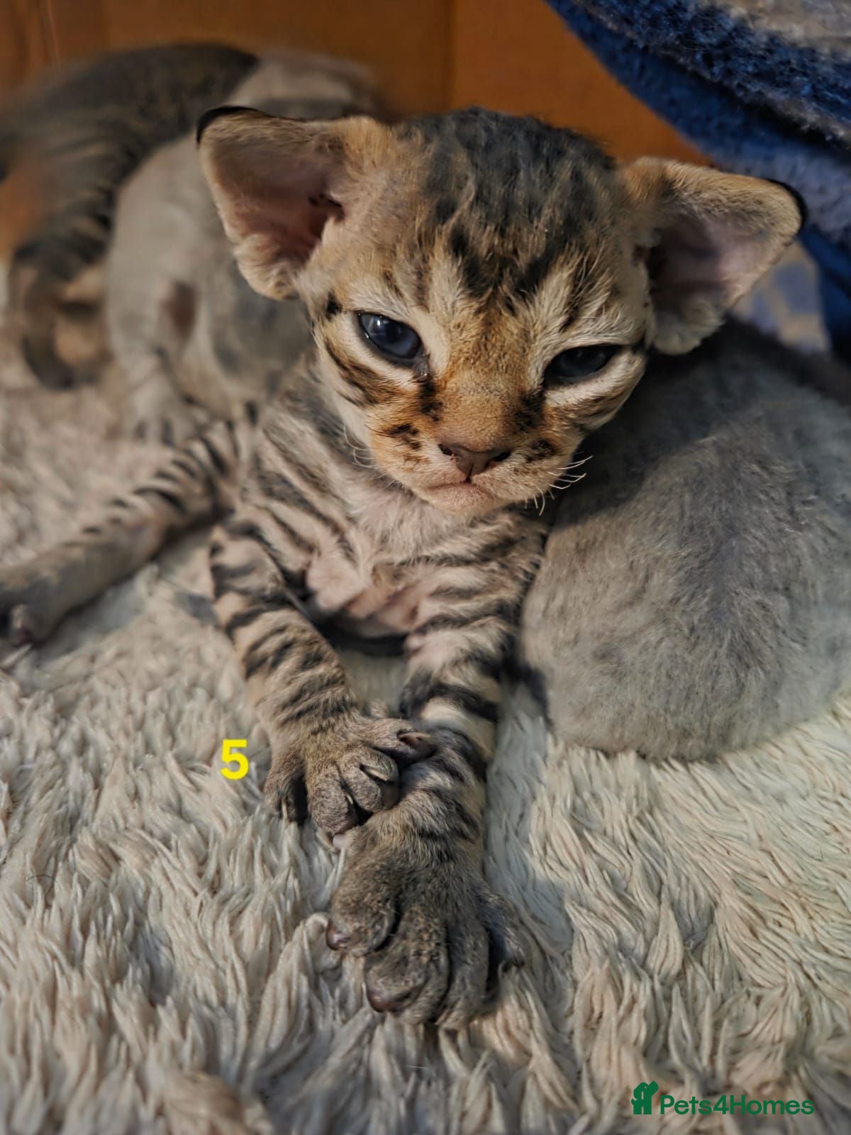 Devon Rex cats 💛 Beautiful Devon Rex Kittens 💛 - Advert 3