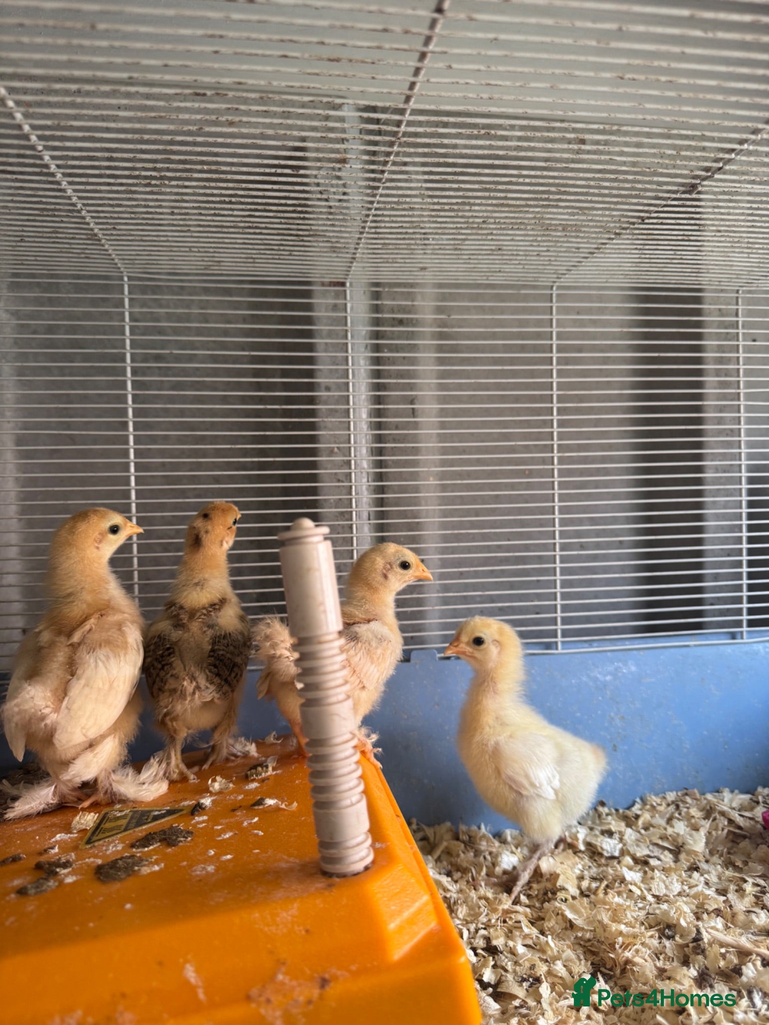 Chickens poultry pekin bantam chicks - Advert 1