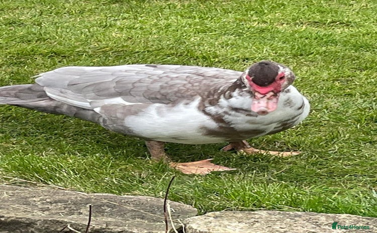 Ducks poultry - Advert 2