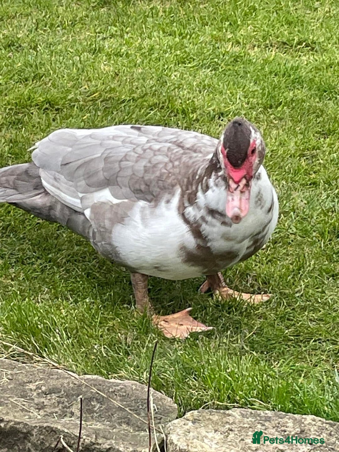 Ducks poultry for sale: Female & Male Duck  - Image 1