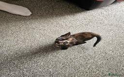 British Shorthair cats for sale: Male and female kittens for sale  - Image 1